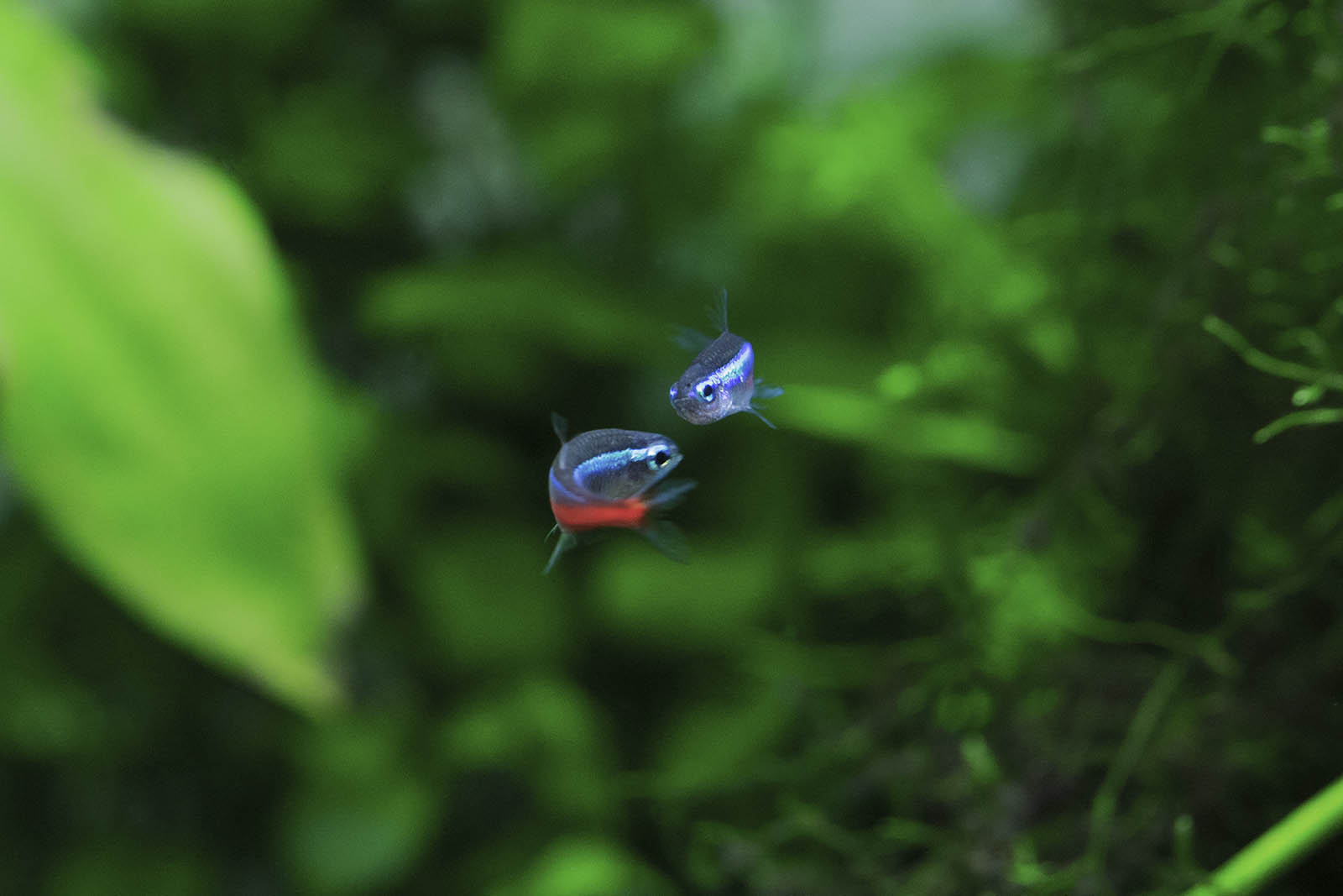 Green neon tetra vs Neon tetra