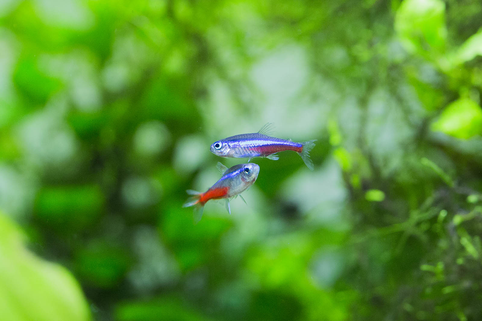 Green neon tetra vs Neon tetra