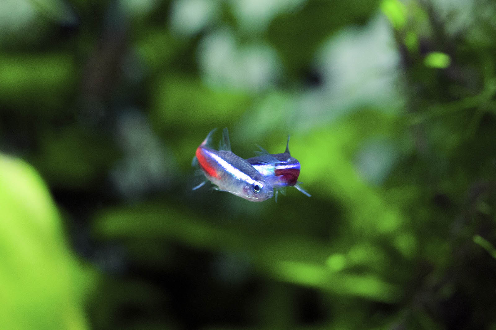 Green neon tetra vs Neon tetra