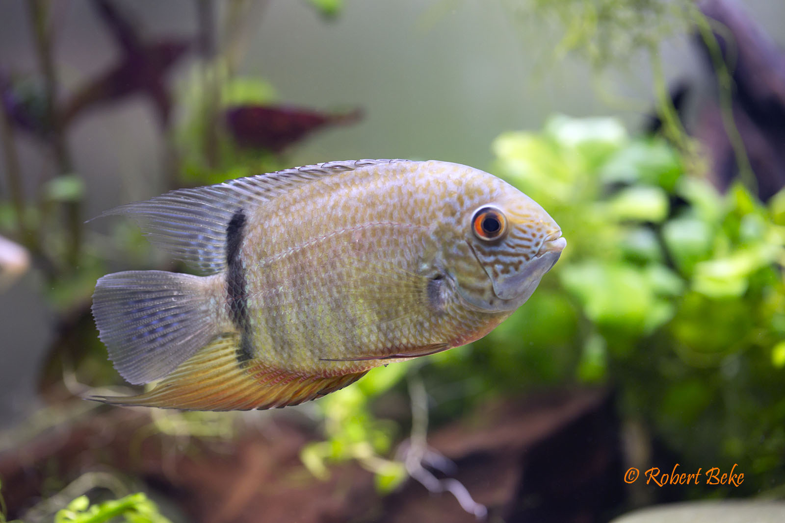 Green Severum