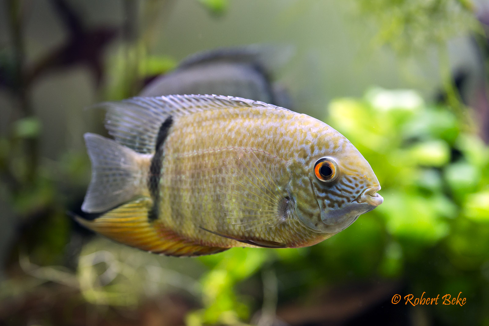 Green Severum