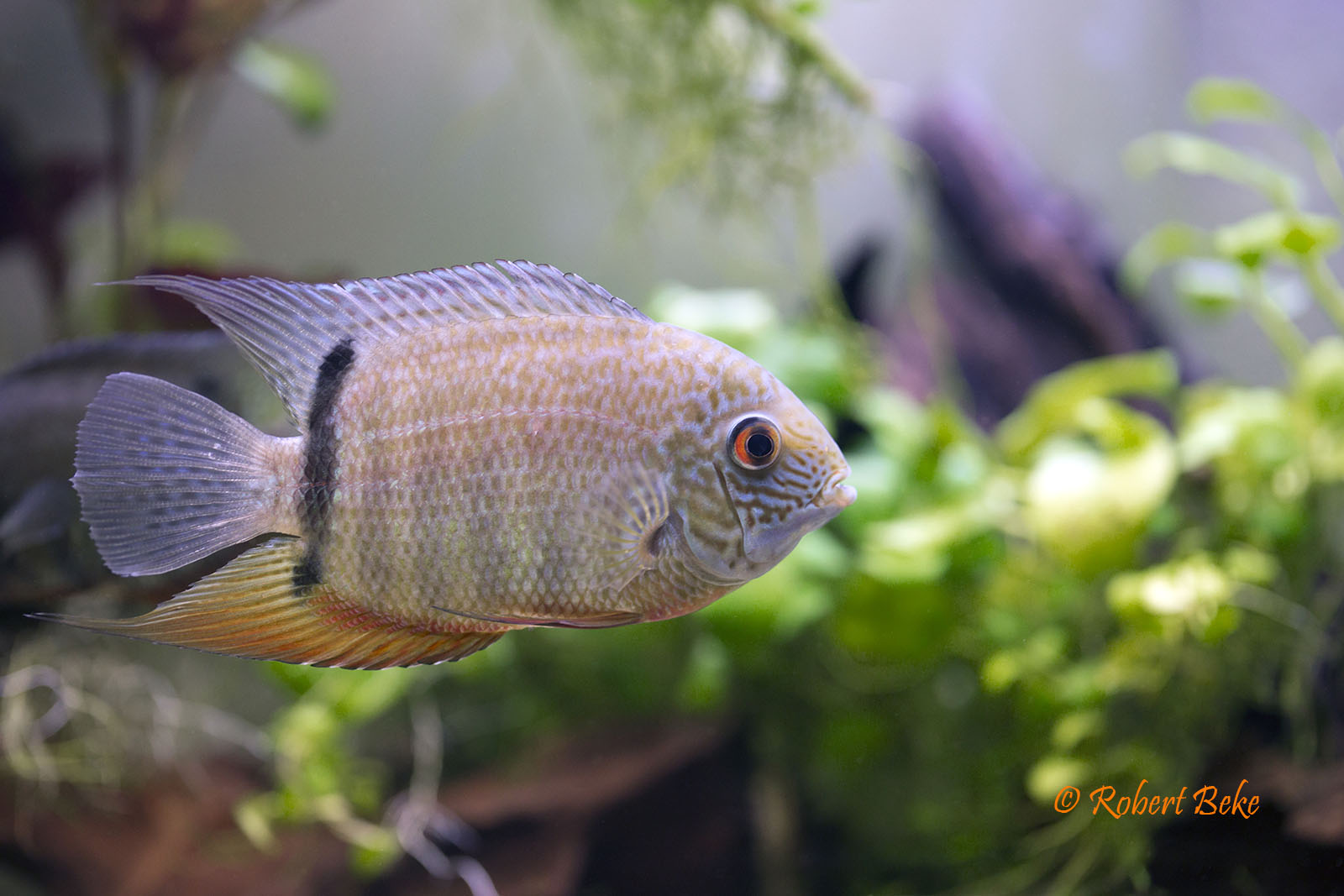 Green Severum