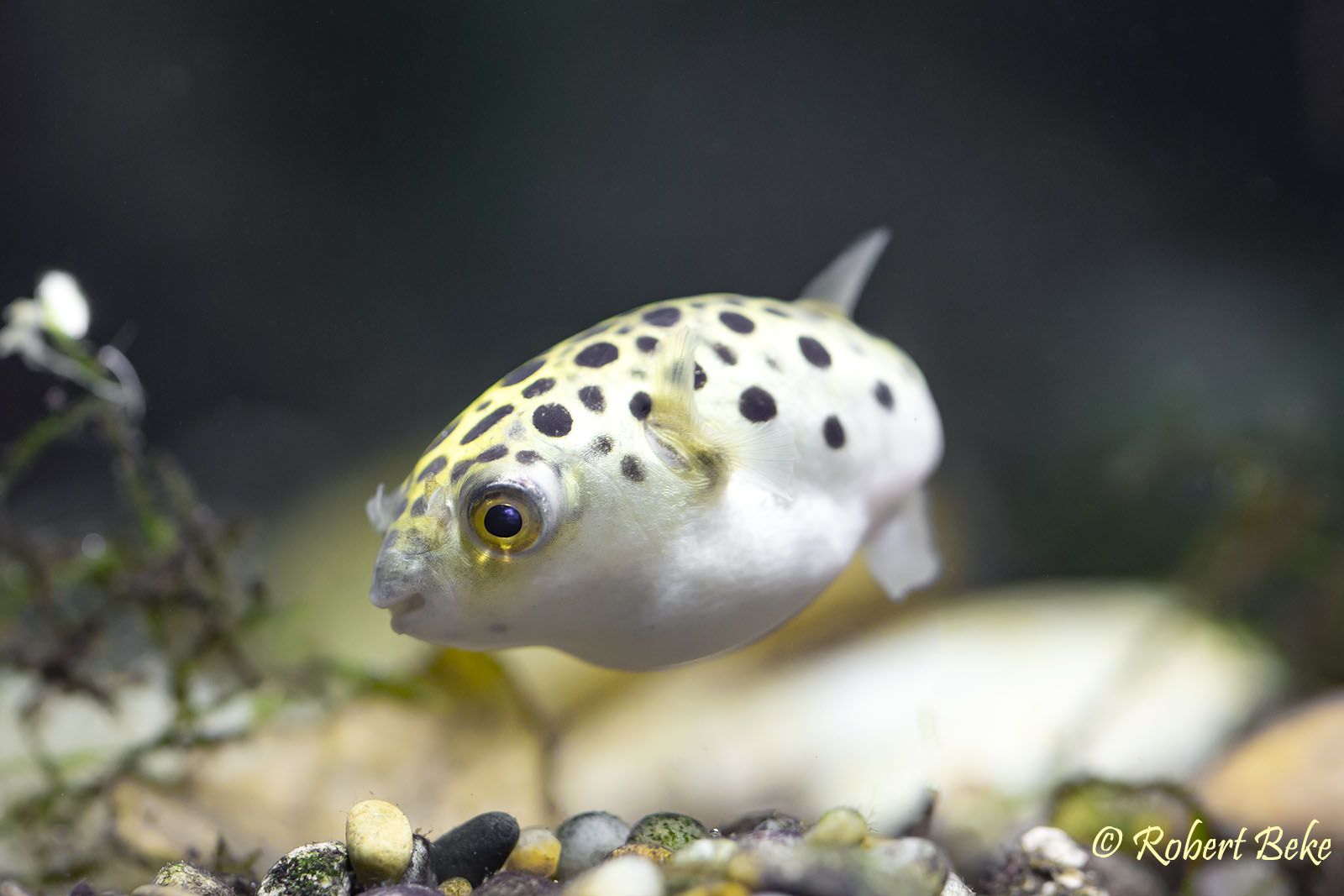 Green Spotted Puffer