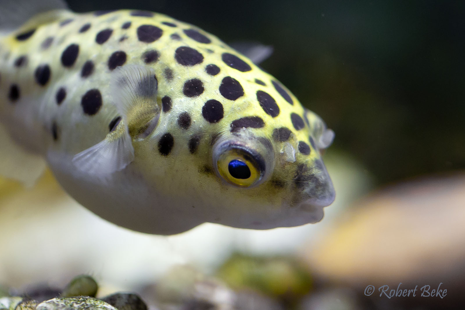 Green Spotted Puffer