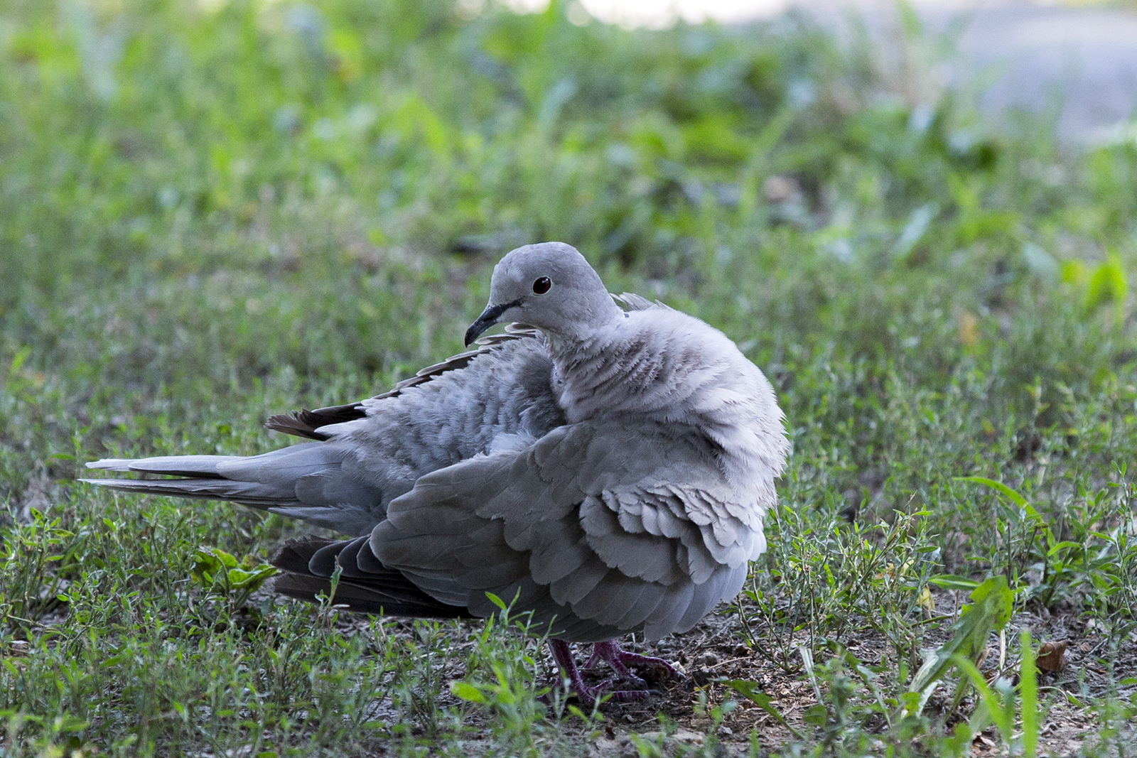 Gugutka - Streptopelia decaocto