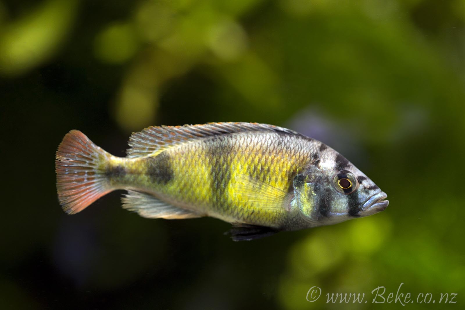 Haplochromis brownae