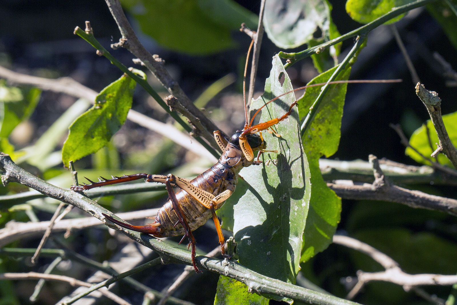 Hemideina thoracica