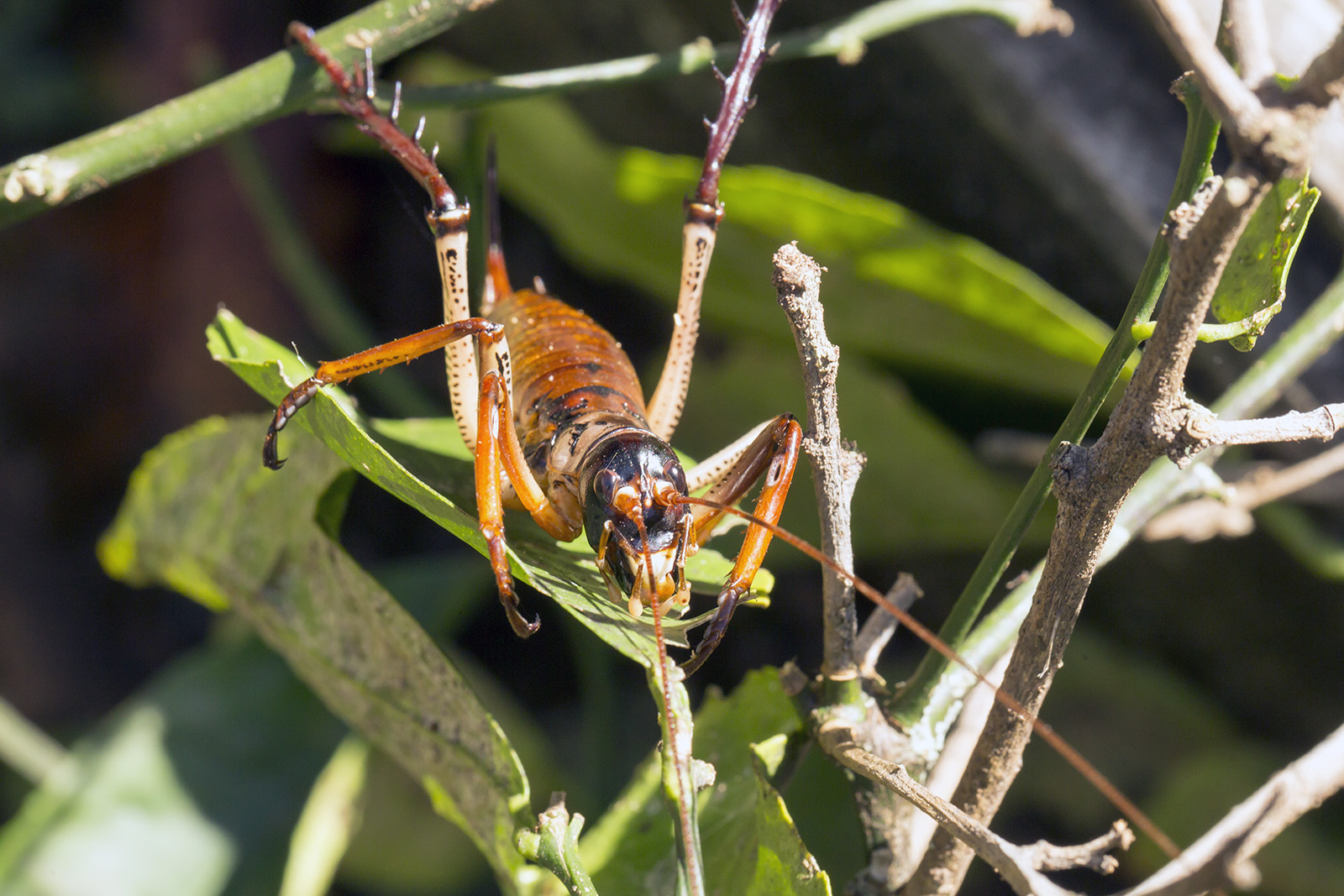 Hemideina thoracica