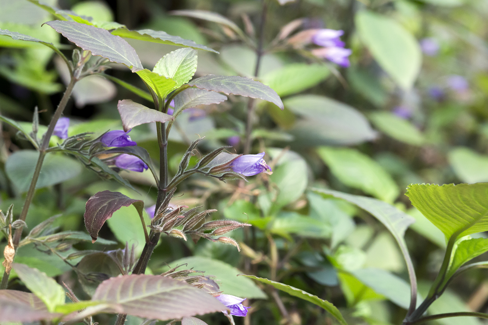 Hygrophila Corymbosa