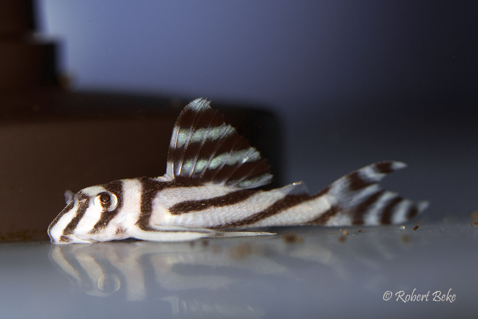 Hypancistrus zebra