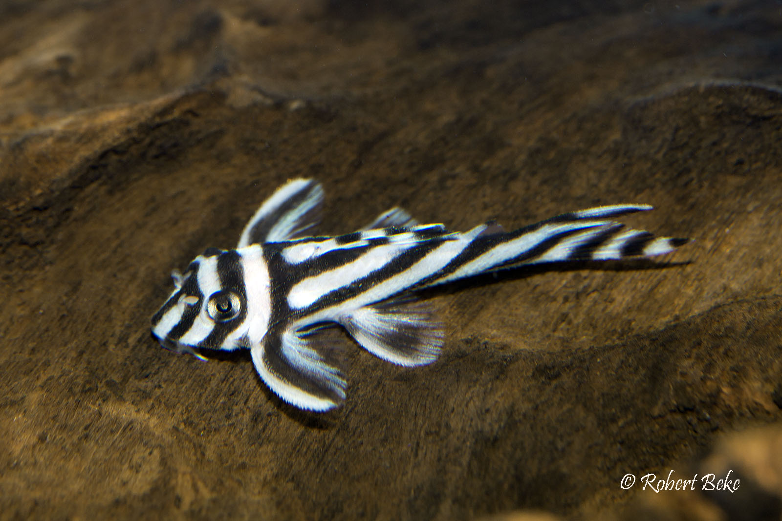 Hypancistrus zebra