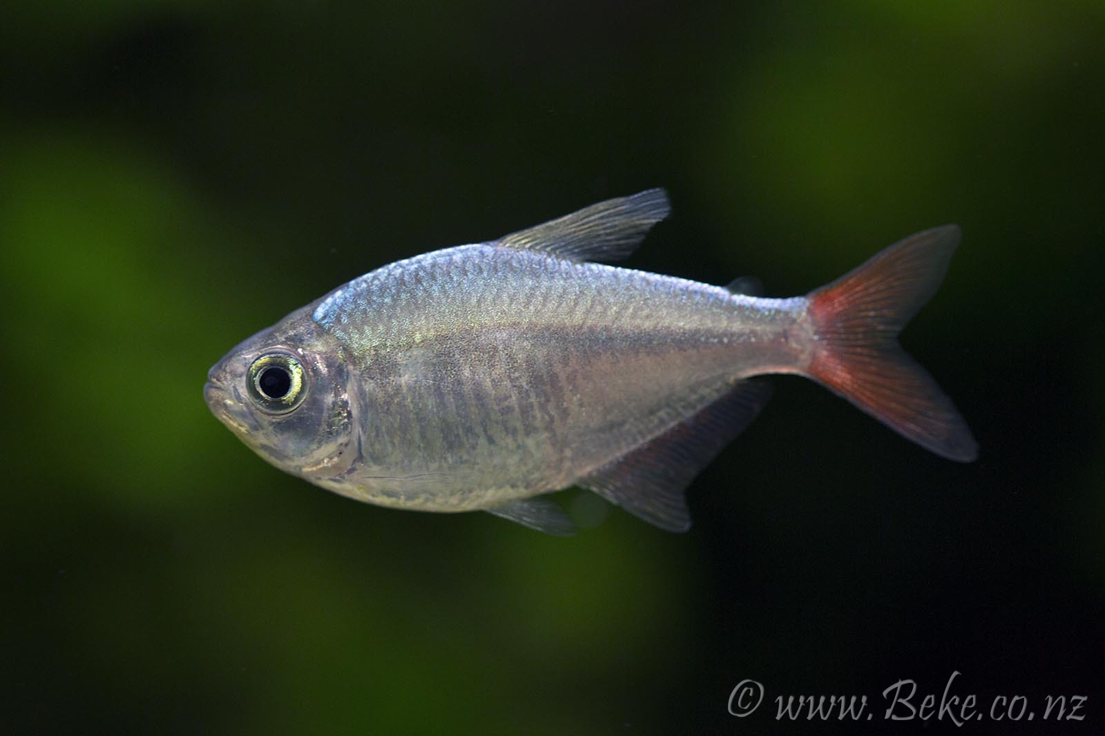 Hyphessobrycon columbianus