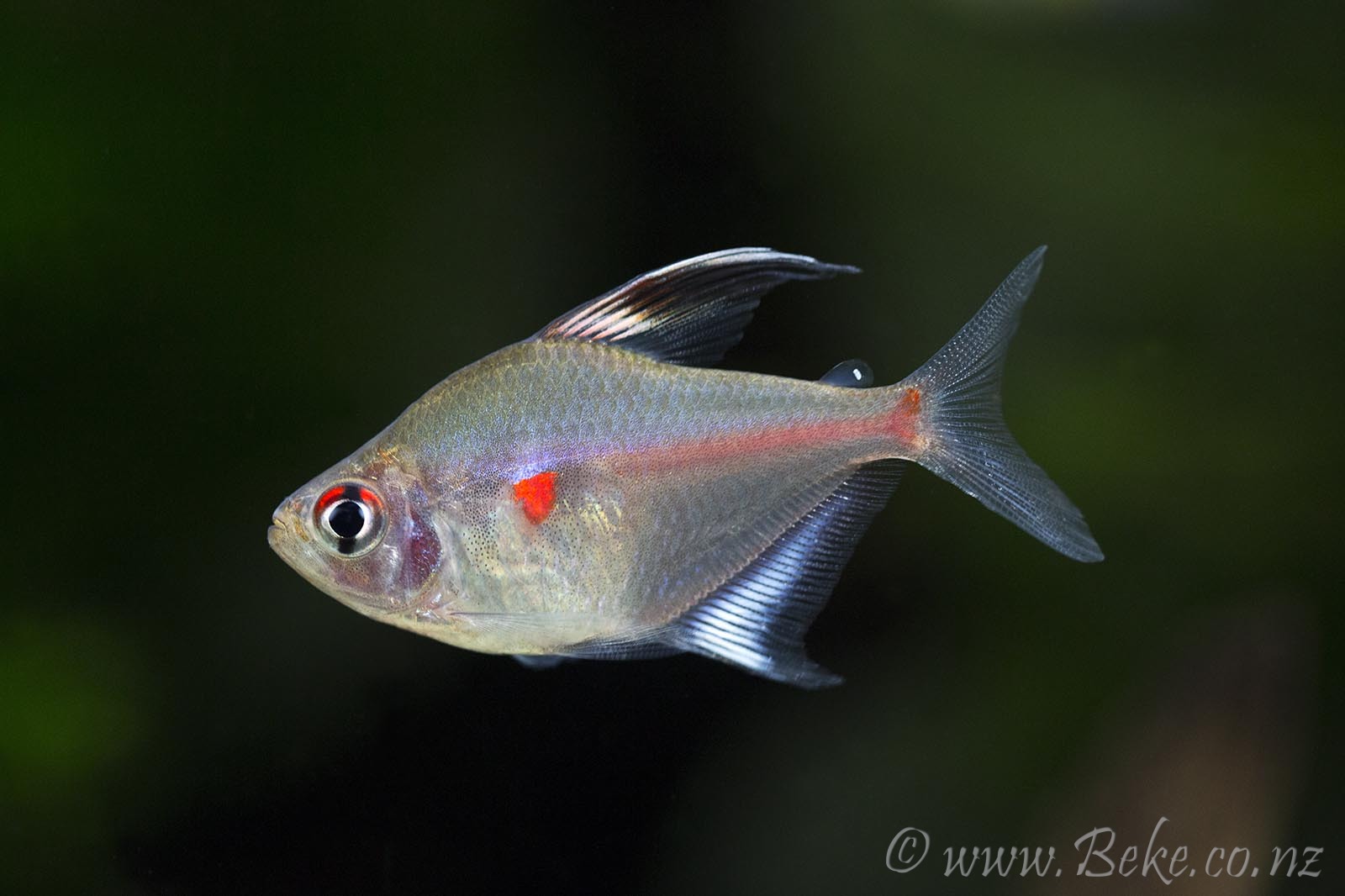 Hyphessobrycon erythrostigma