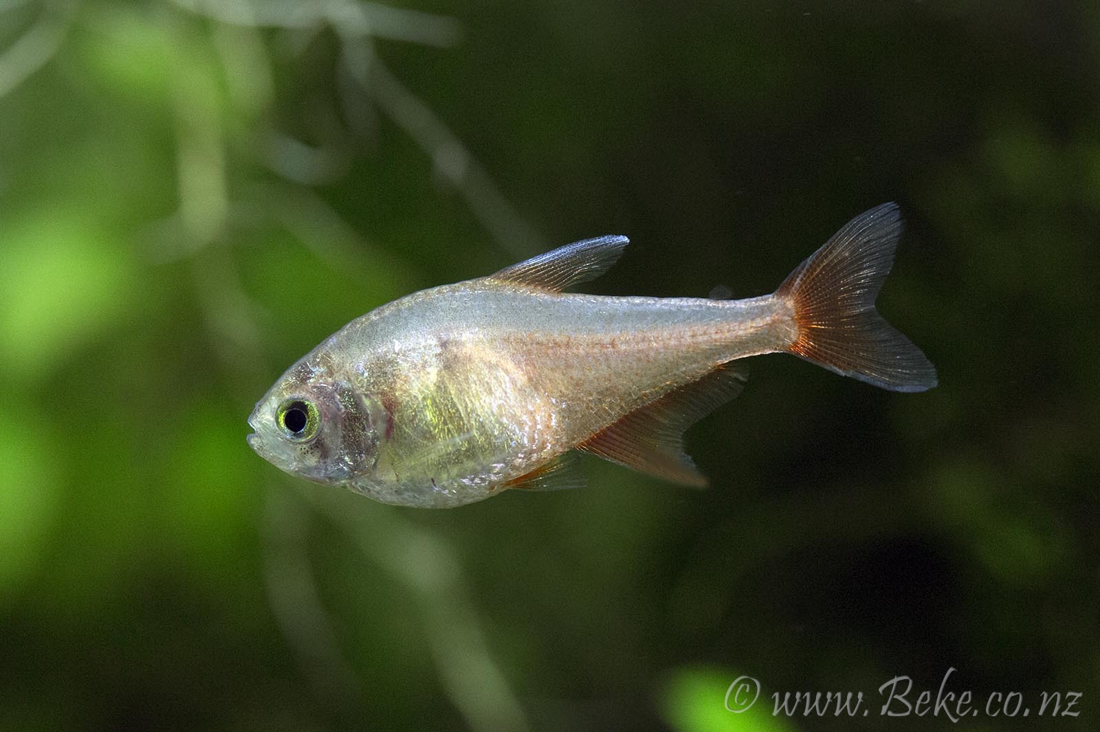 Hyphessobrycon flammeus