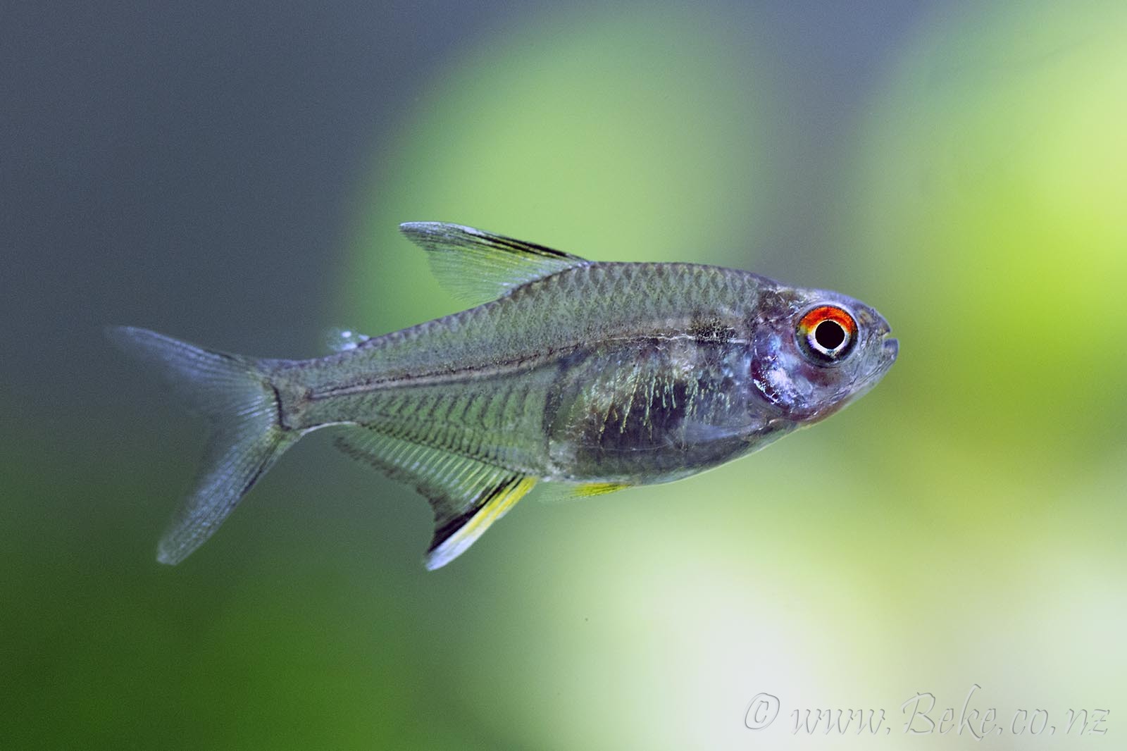 Hyphessobrycon pulchripinnis