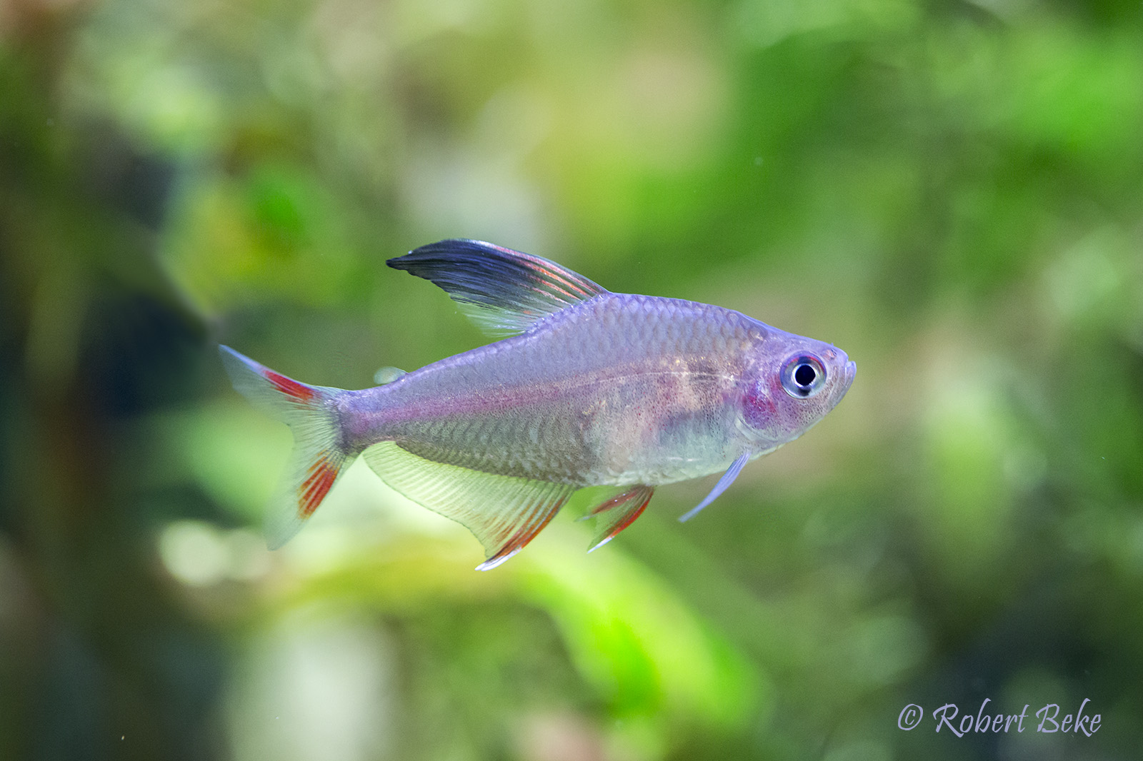 Hyphessobrycon rosaceus - Rosy tetra