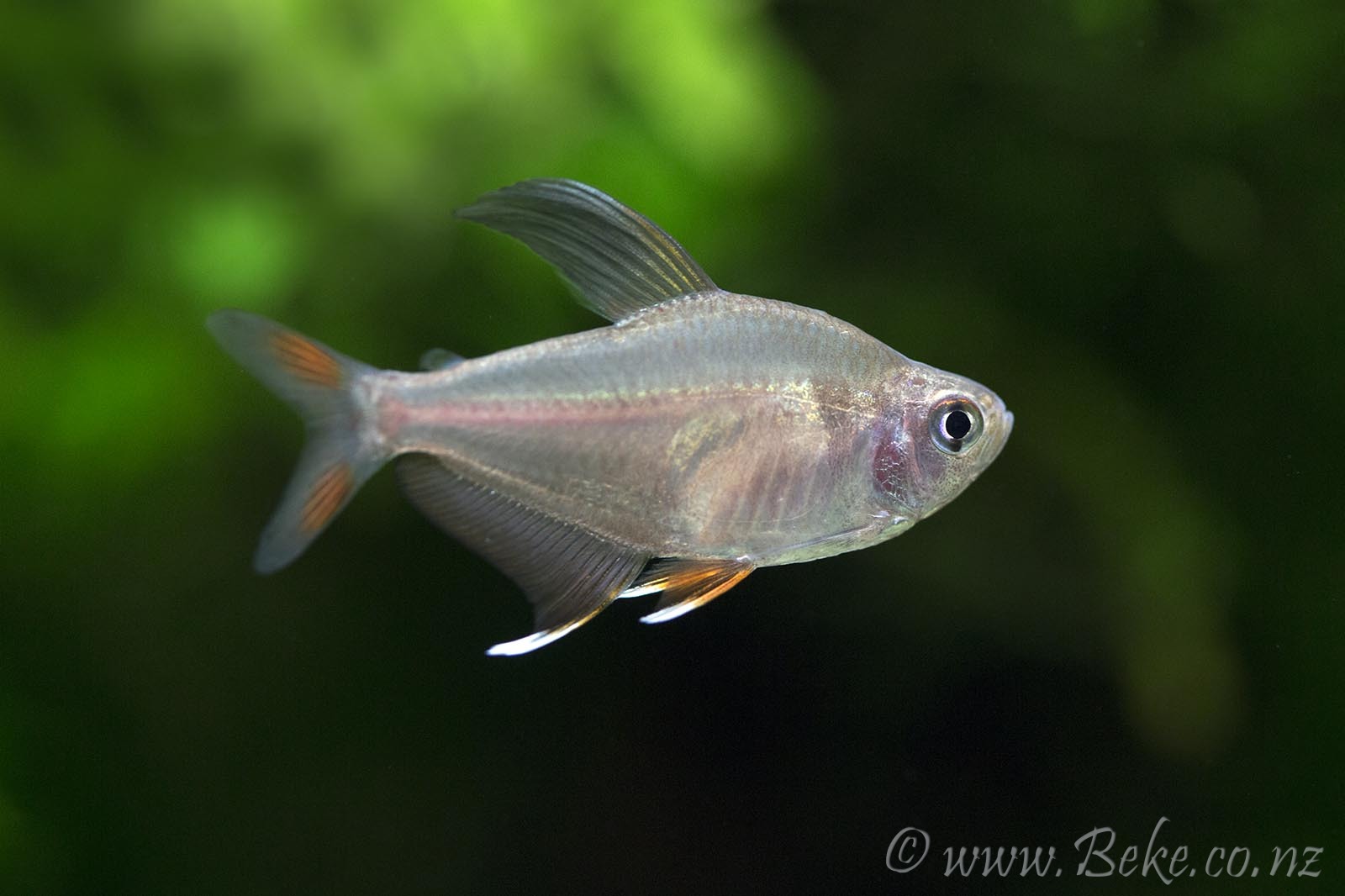 Hyphessobrycon rosaceus