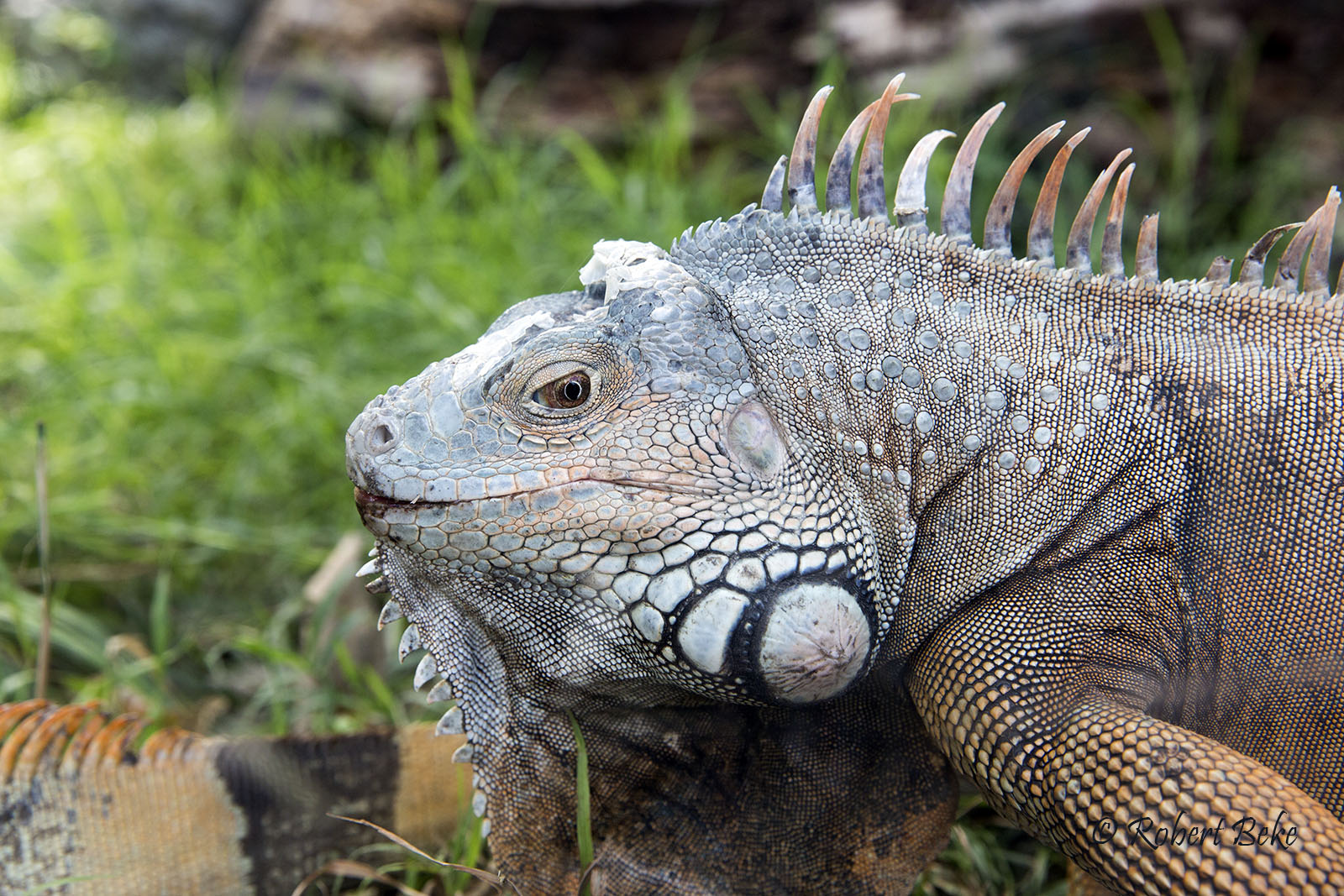 Iguana iguana