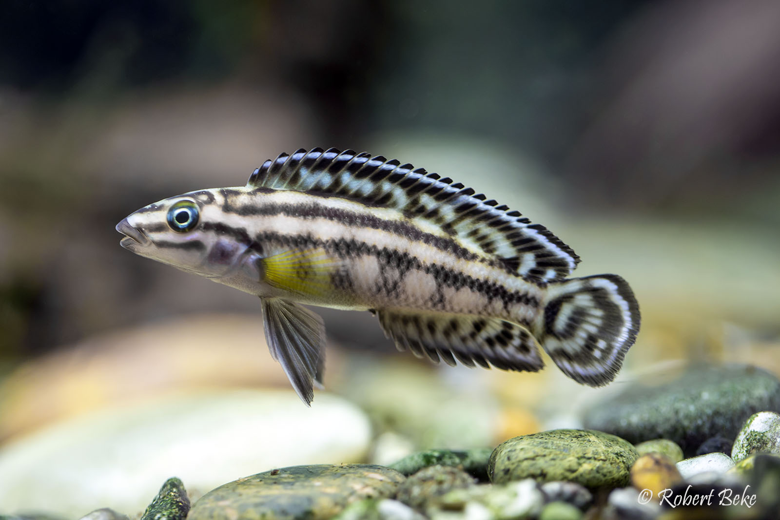 Julidochromis transcriptus