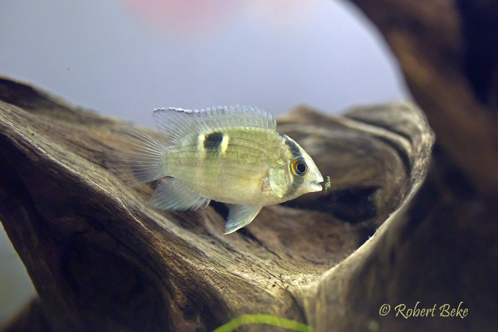 Keyhole cichlid