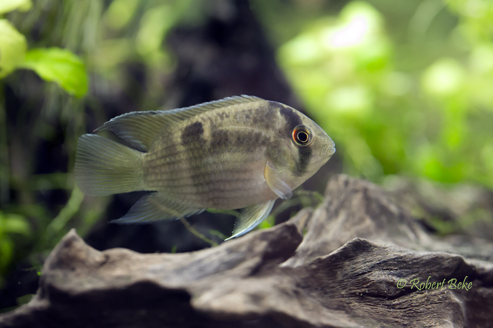 Keyhole cichlid