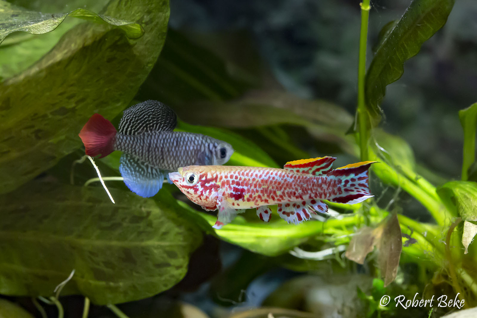 Killifish