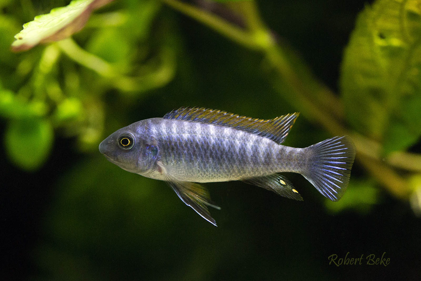 Labeotropheus trewavasae