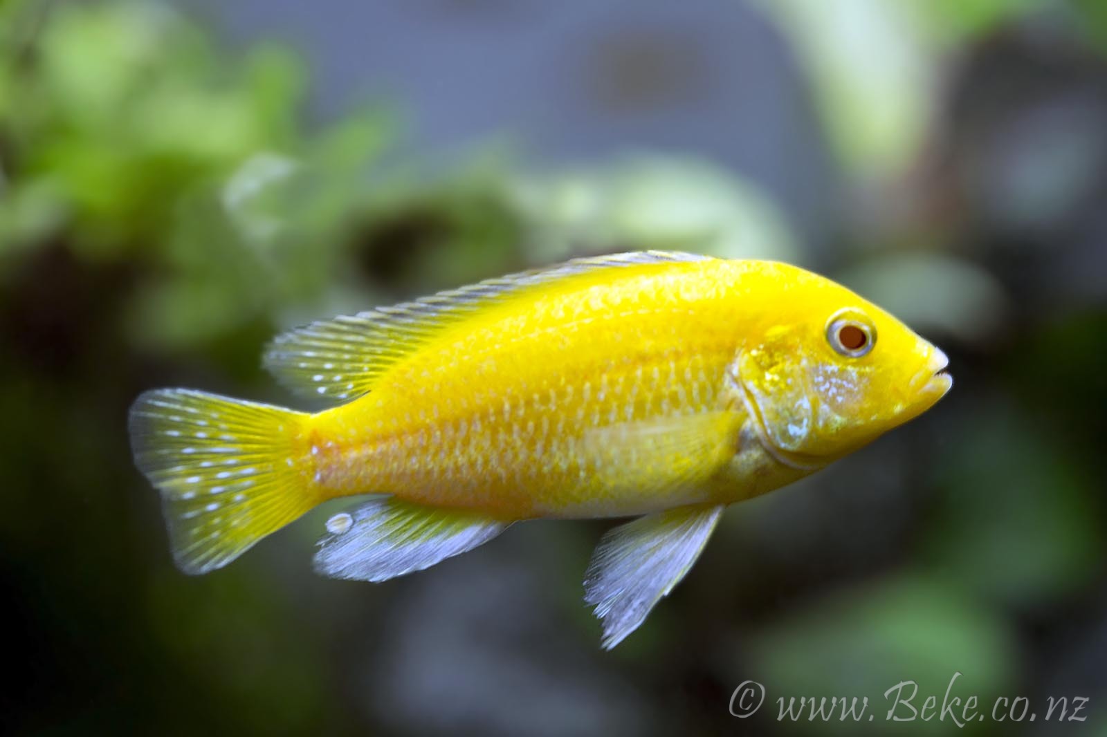 Labidochromis caeruleus