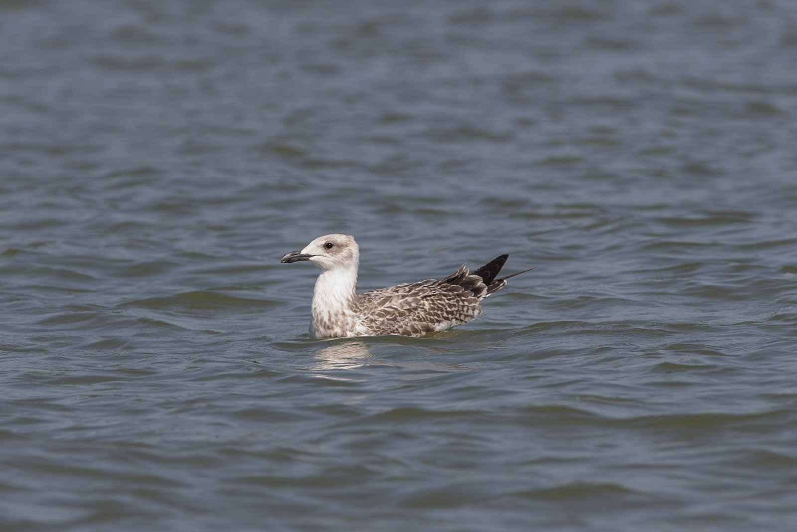 Larus fuscus - Mrki galeb