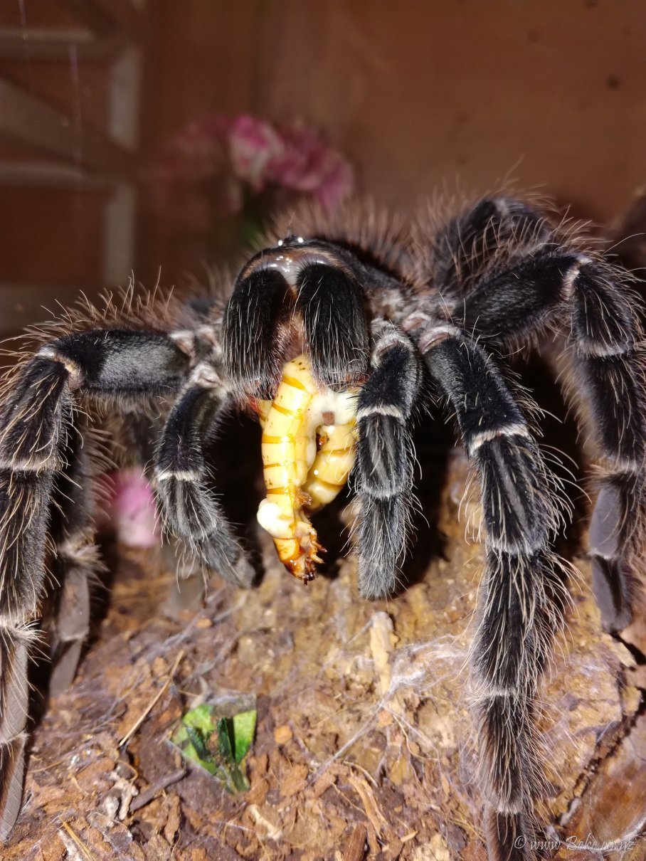 Lasiodora Parahybana