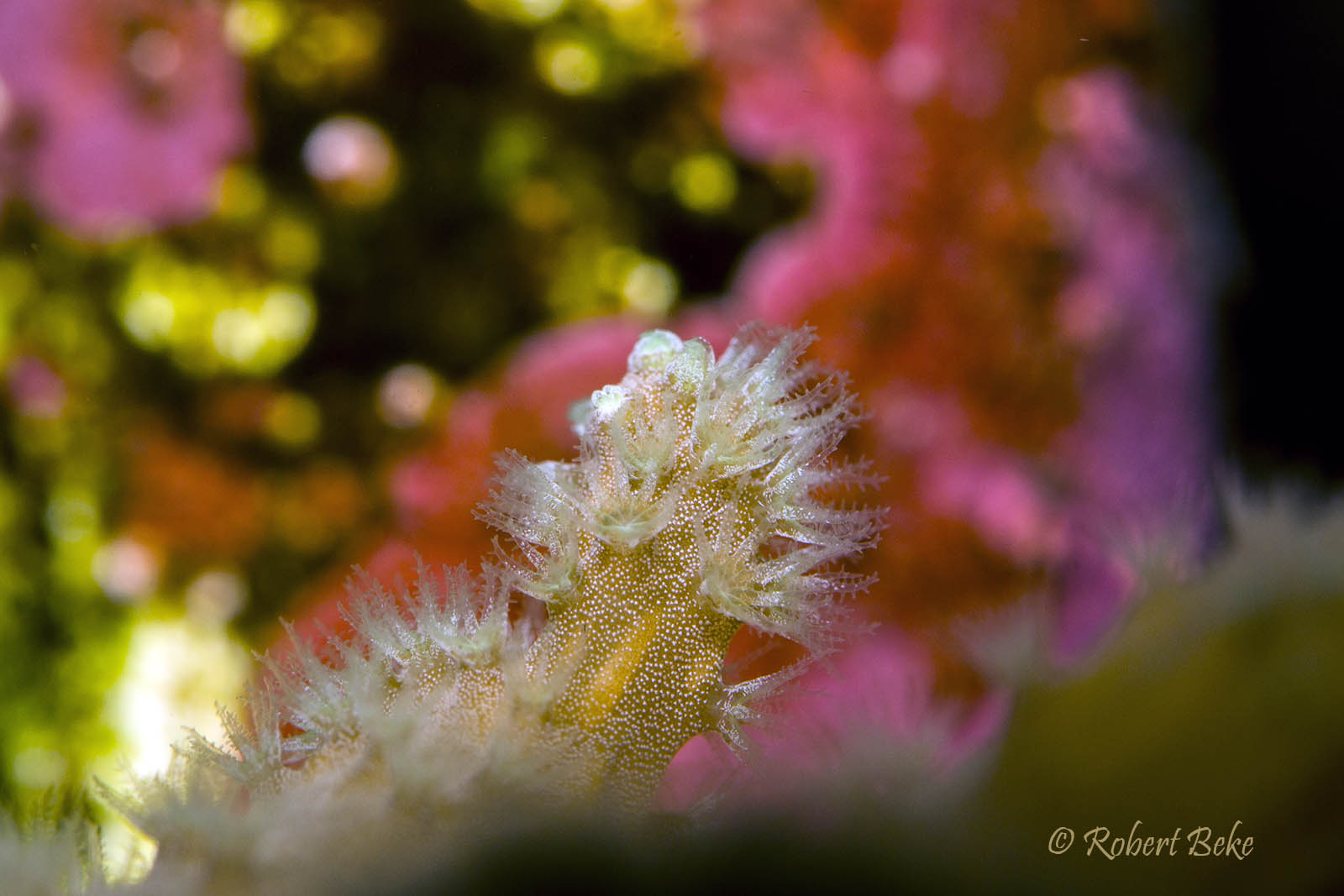 Leather corals