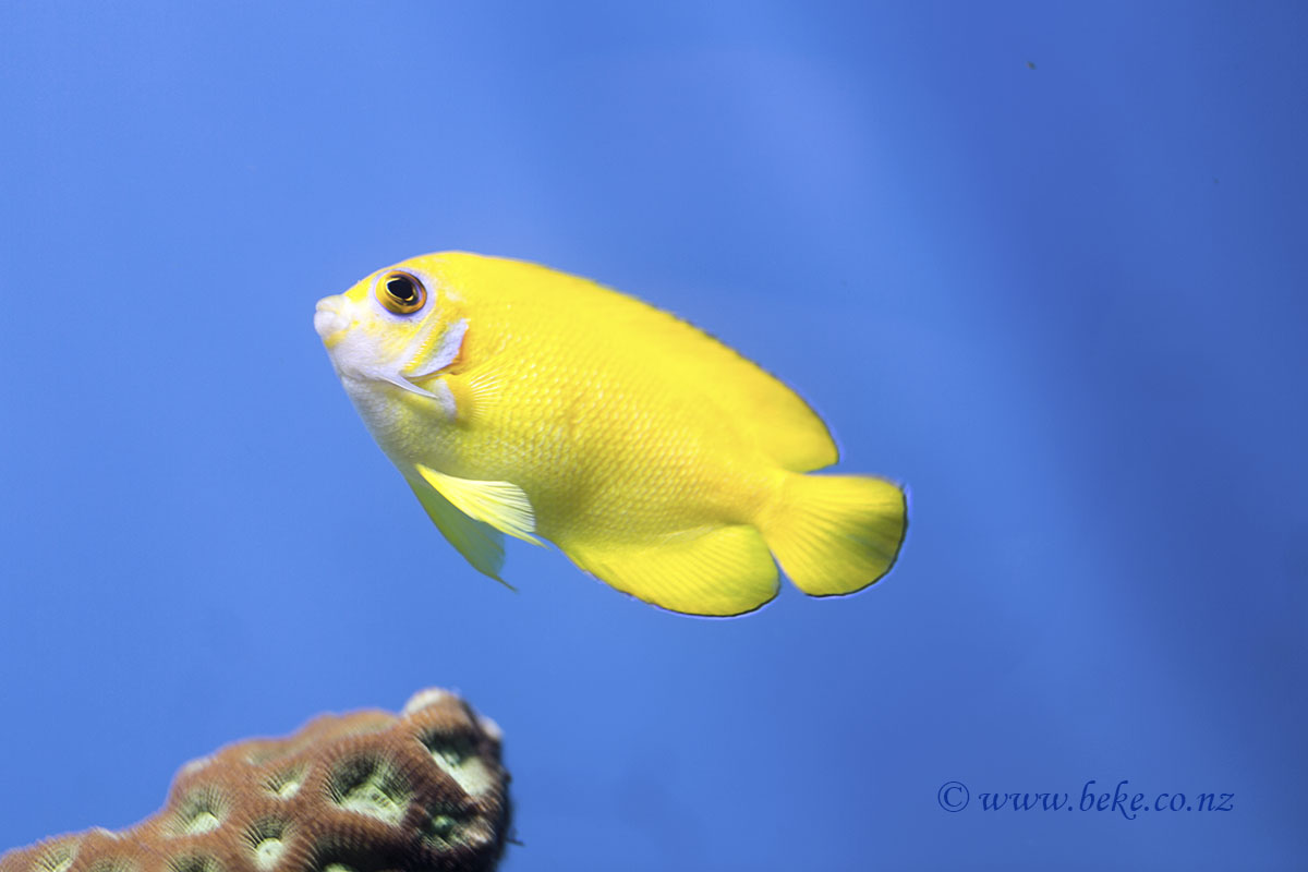 Lemonpeel Angelfish