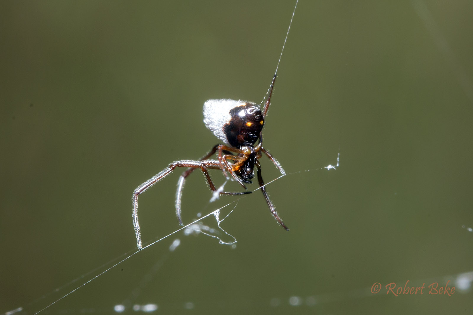 Leucauge dromedaria