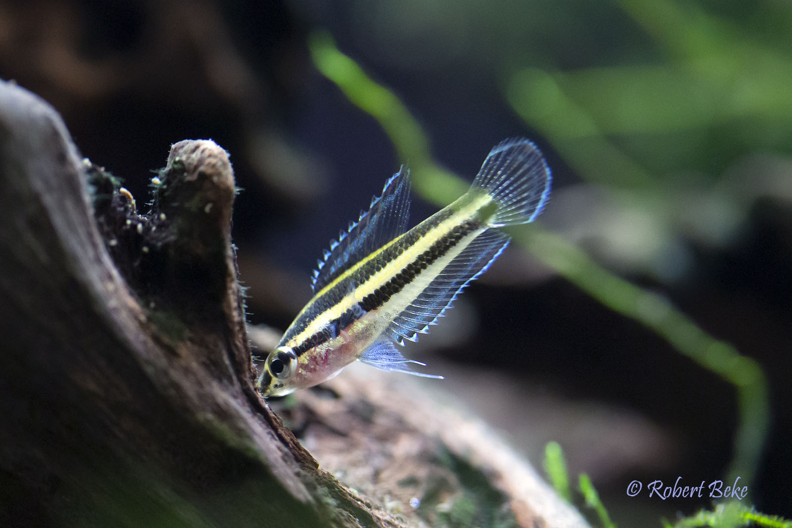 Licorice Gourami