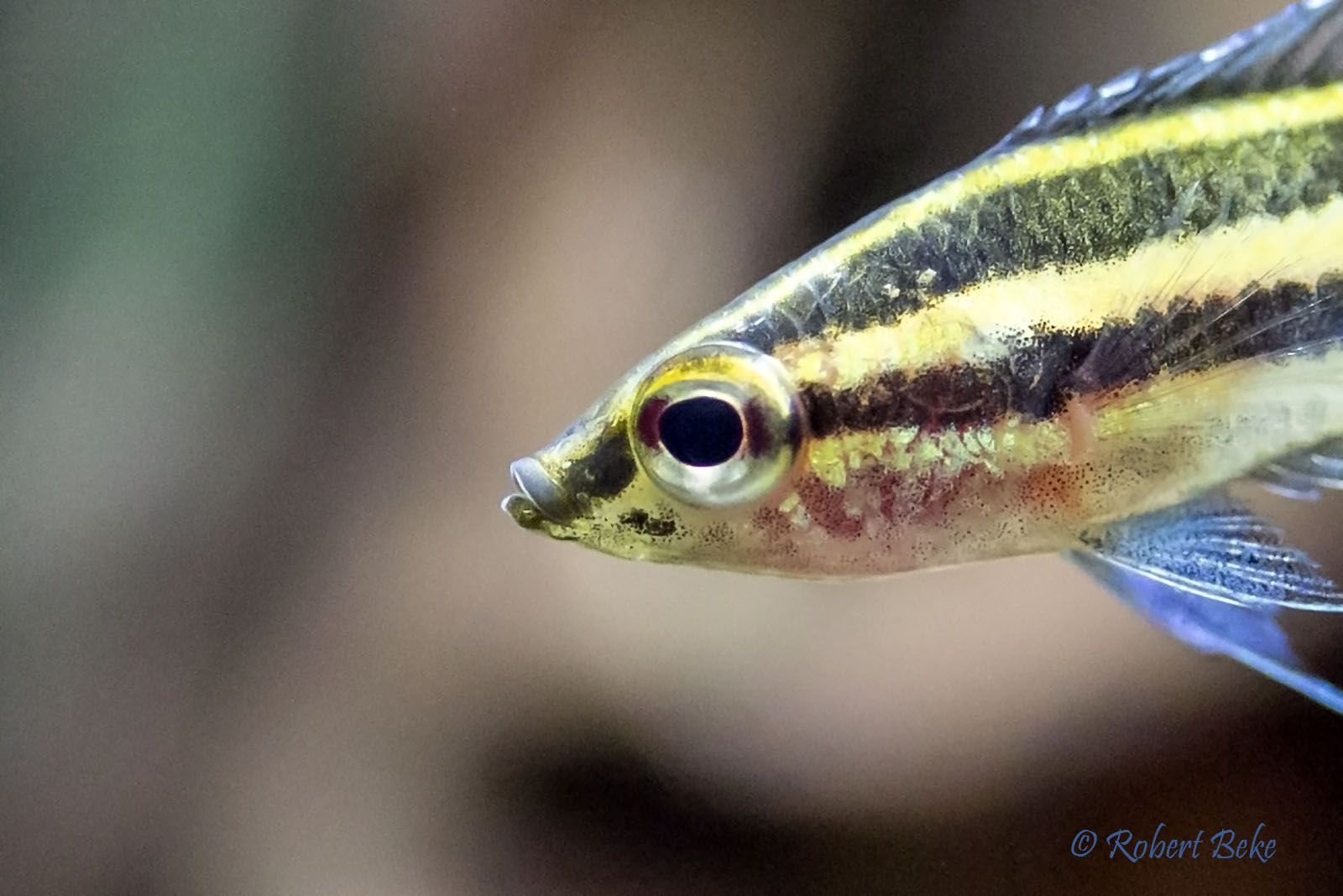 Licorice Gourami