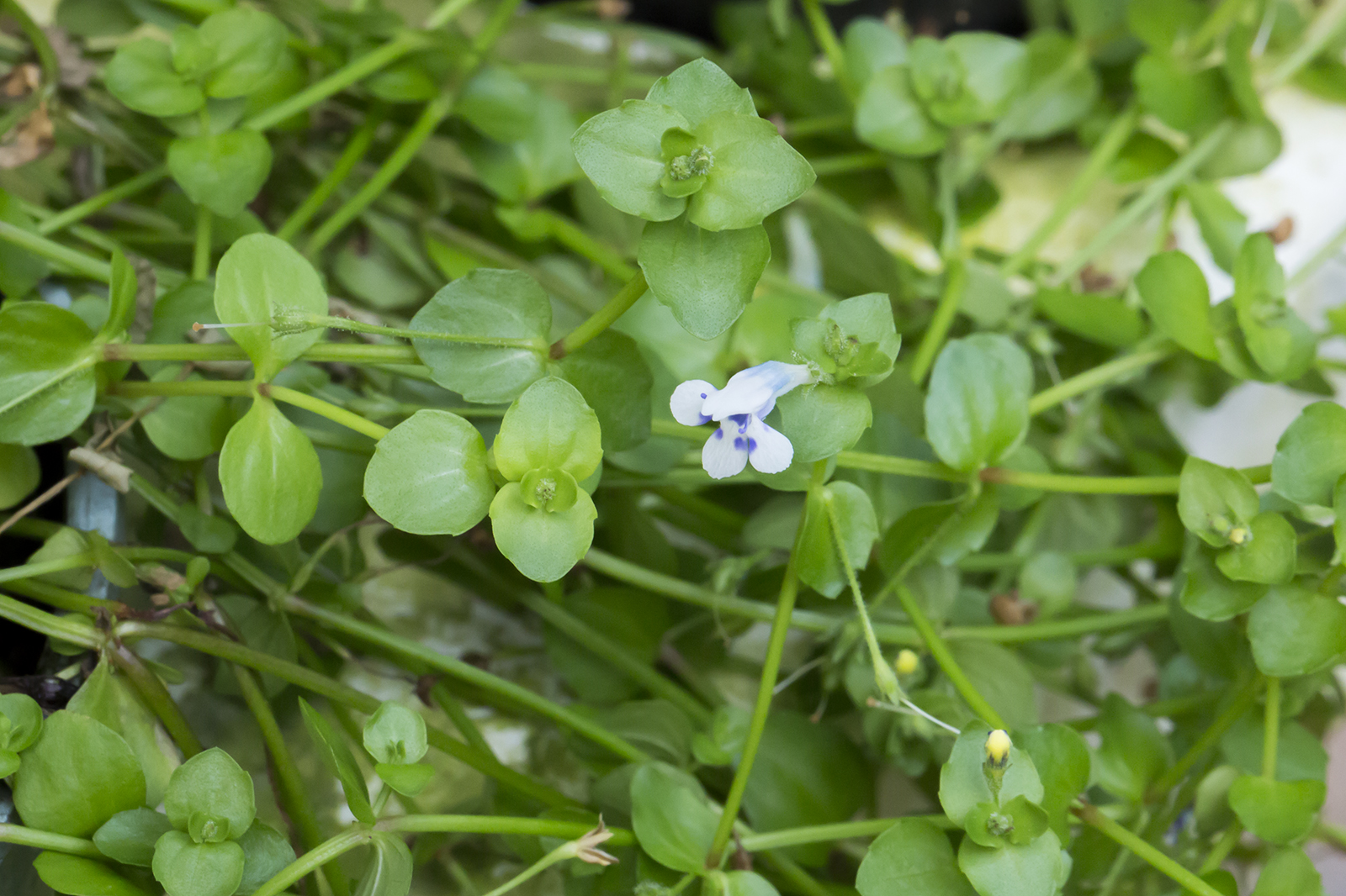 Lindernia rotundifolia