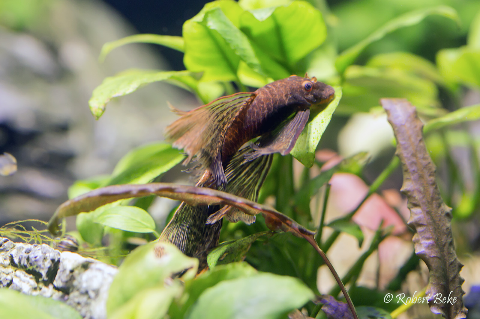 Longfin bristlenose