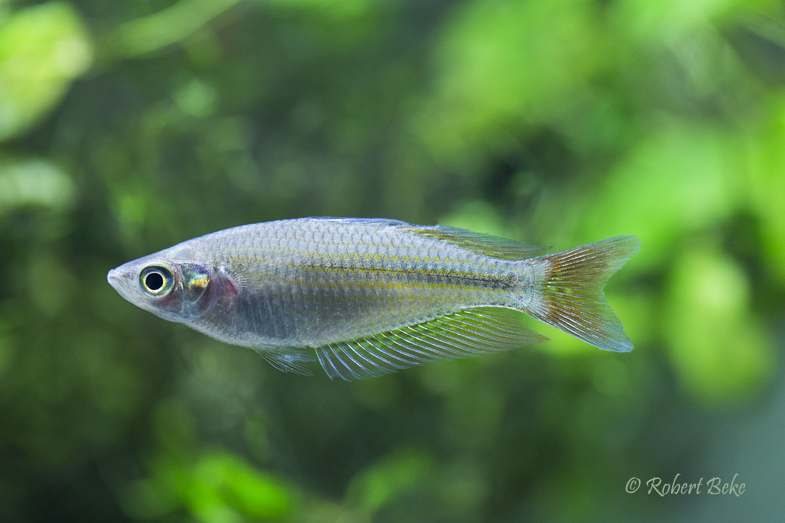 Melanotaenia splendida