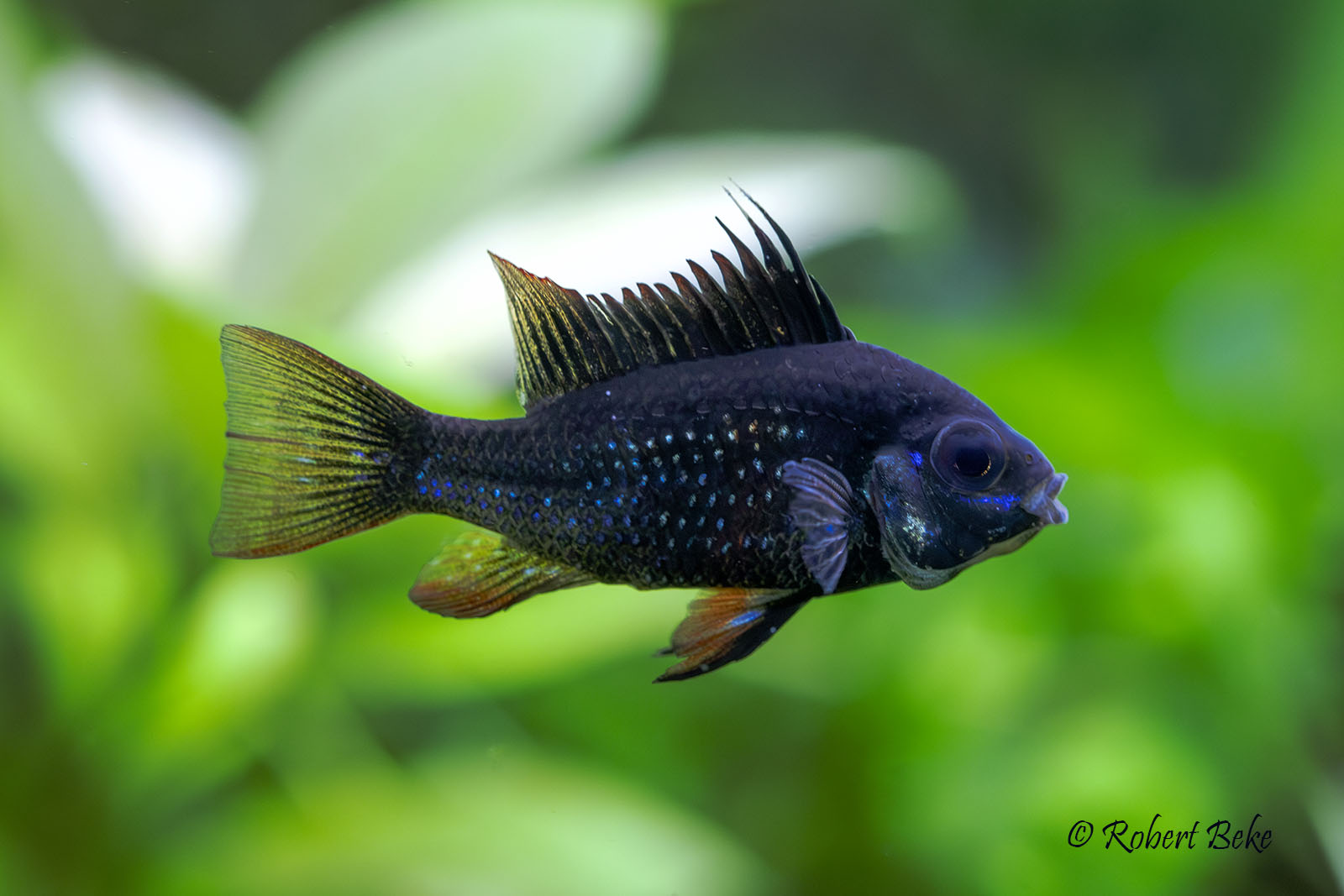 Mikrogeophagus ramirezi - Black Knight Ram