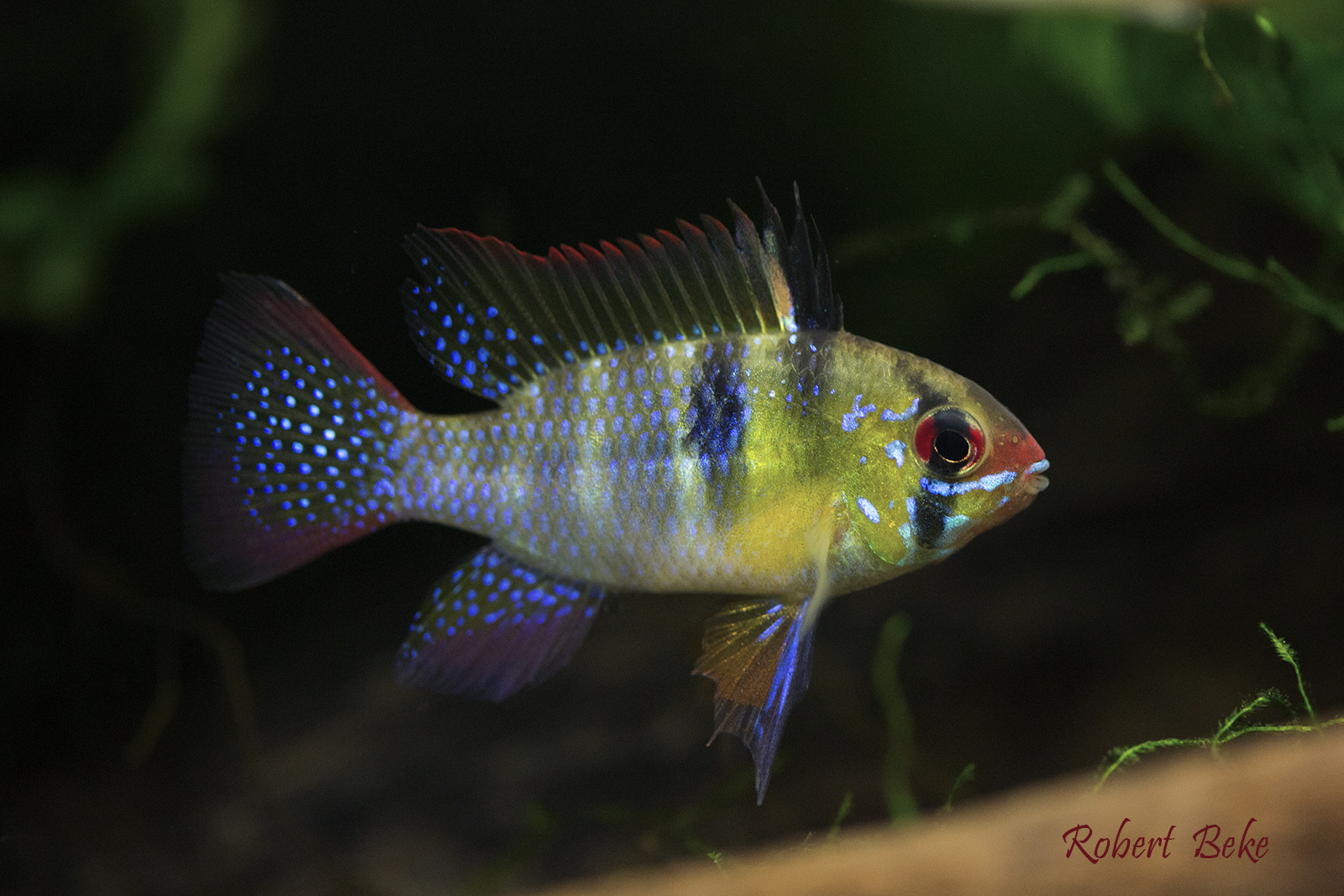 Mikrogeophagus ramirezi