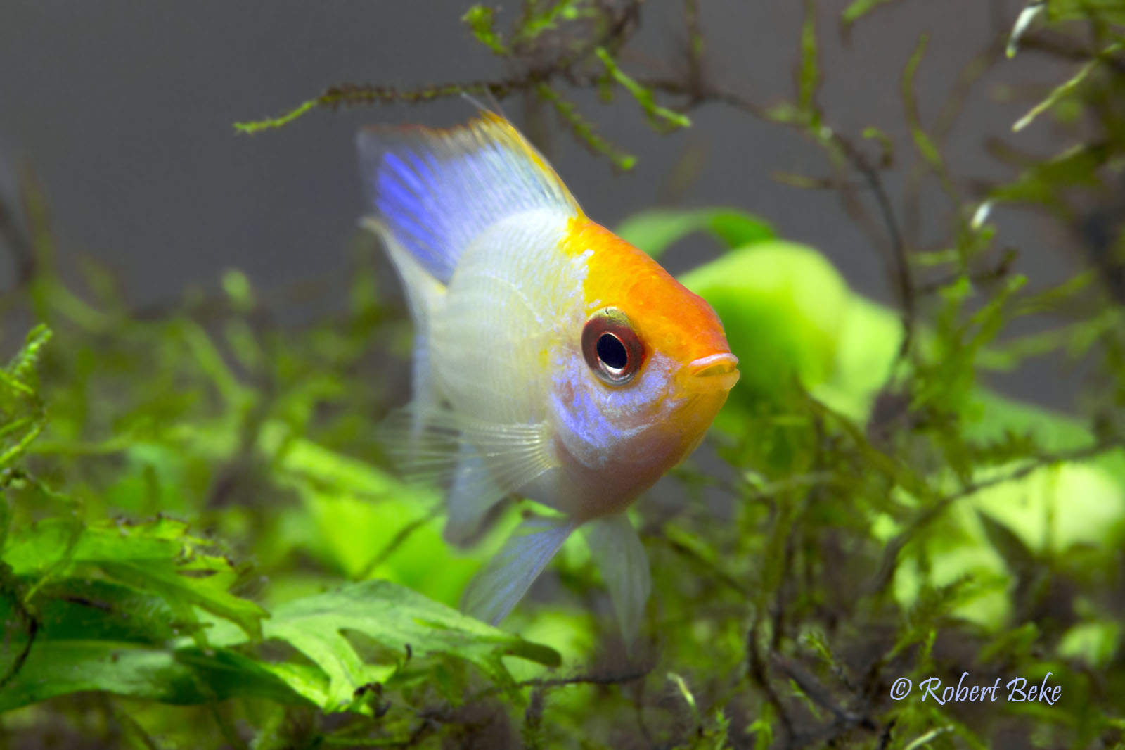 Mikrogeophagus ramirezi