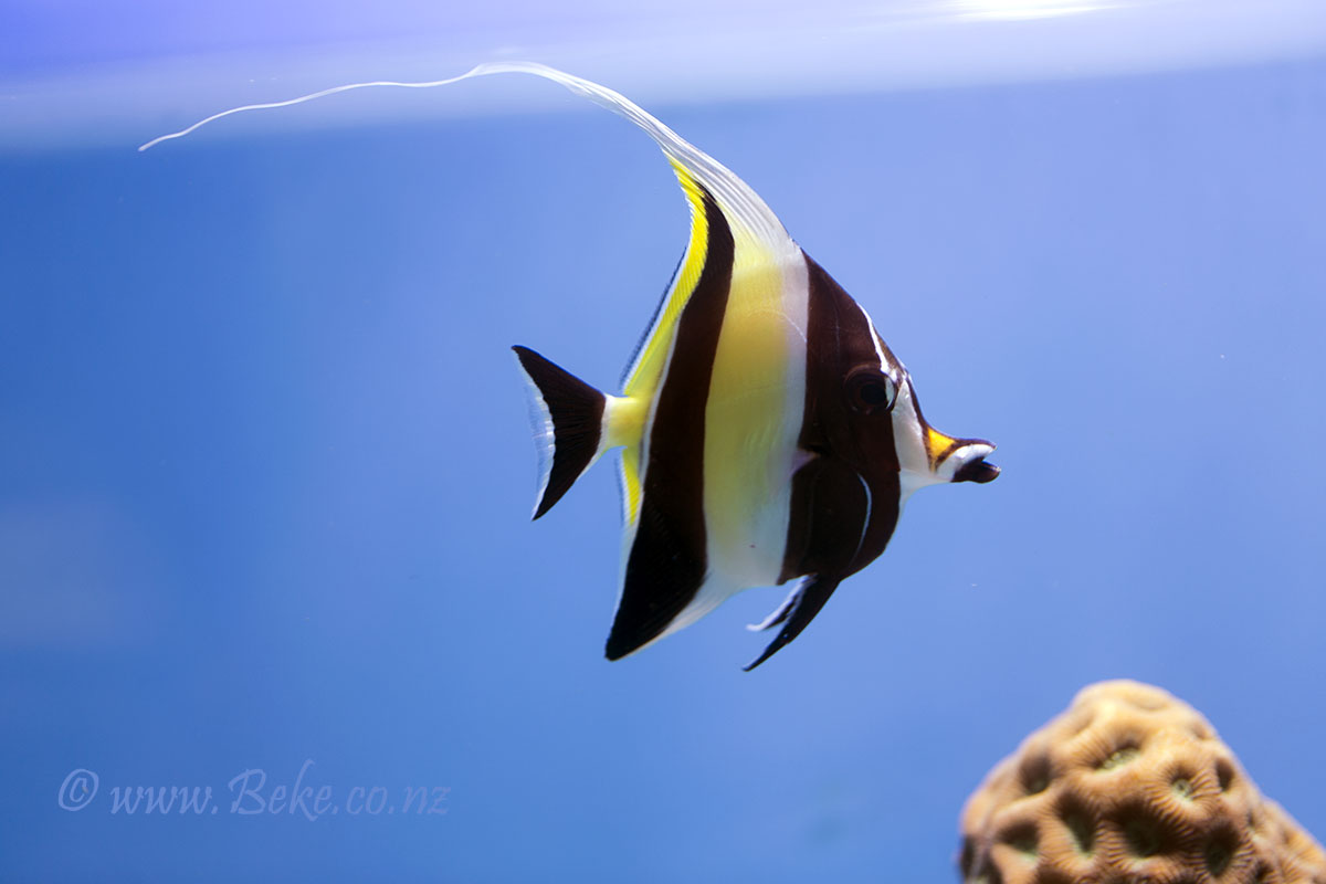 Moorish idol