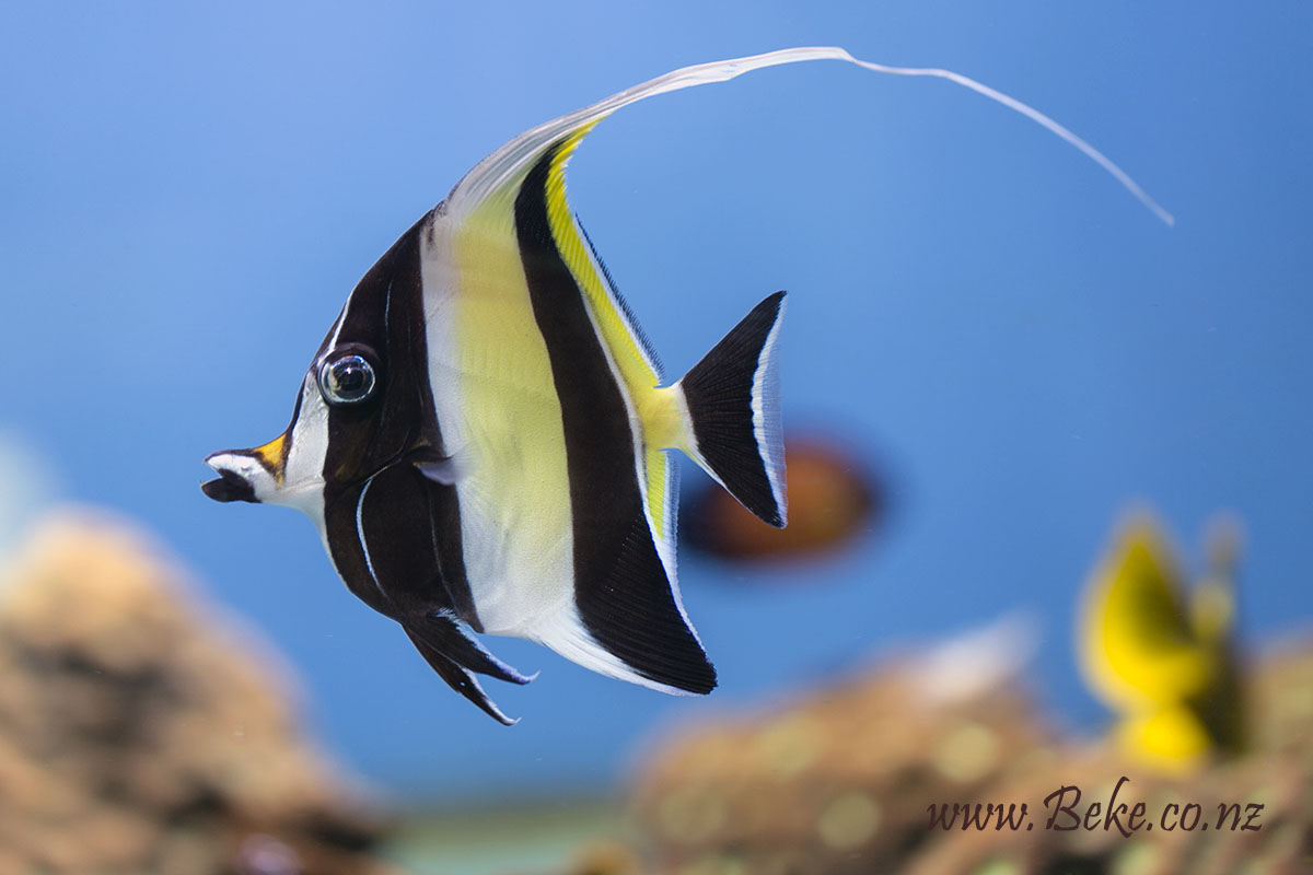 Moorish idol