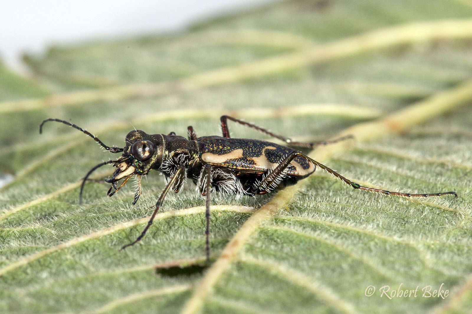 Neocicindela tuberculata - Tiger beetle