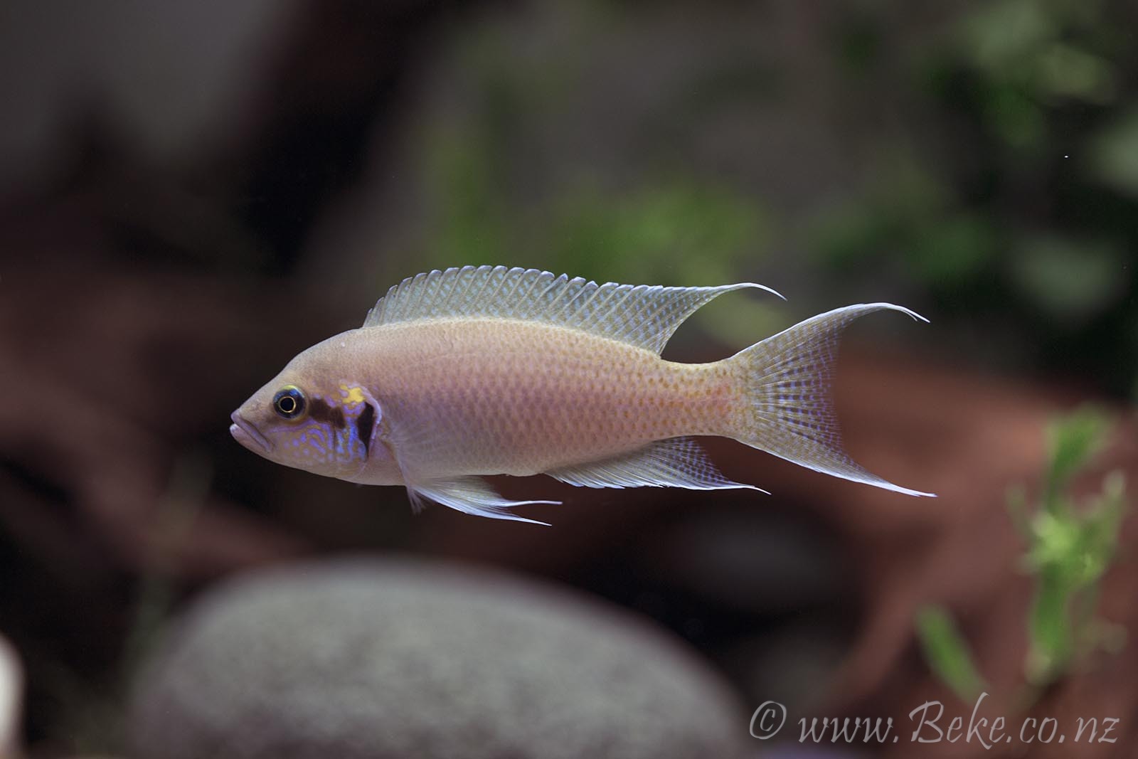 Neolamprologus brichardi