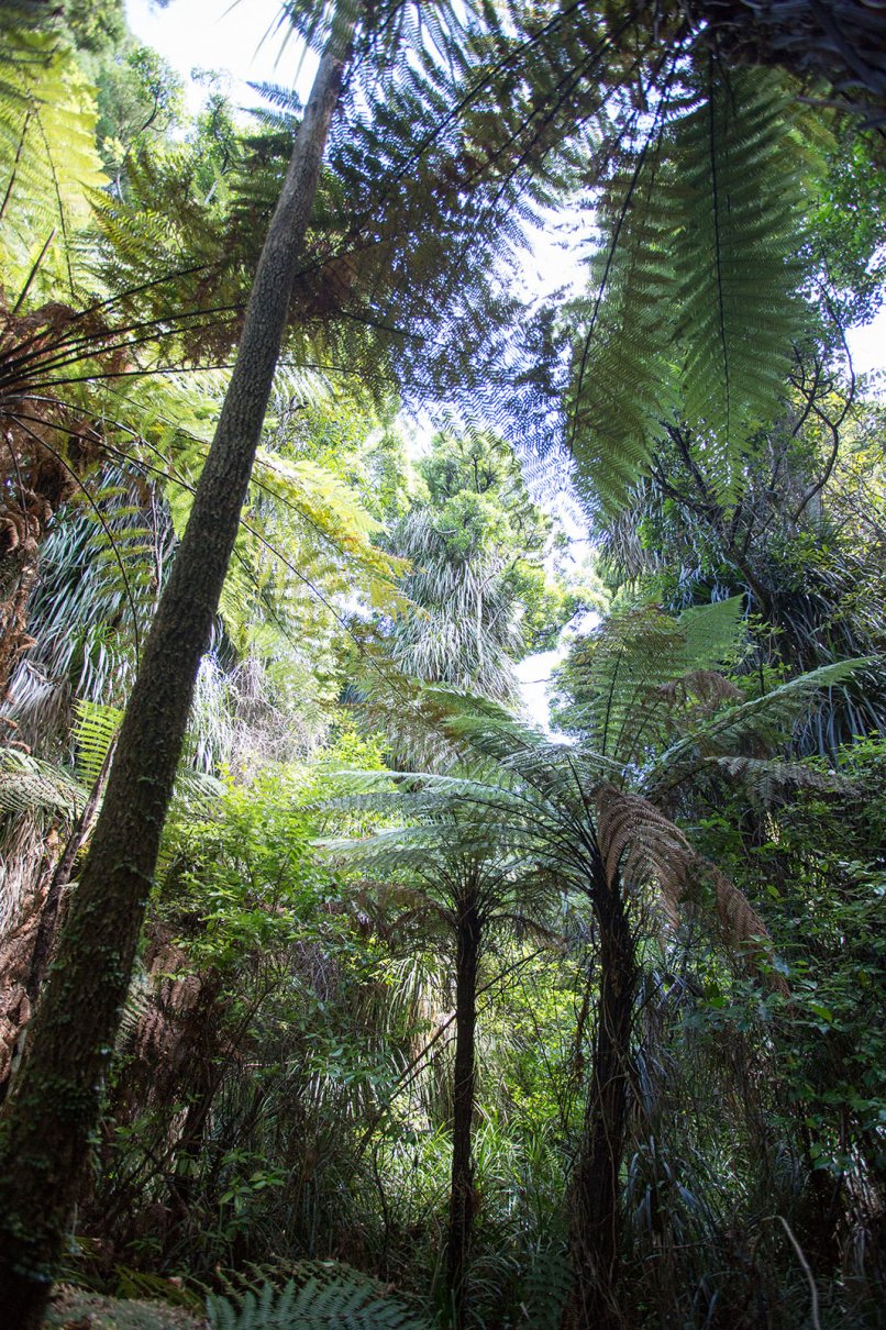 New Zealand's bush