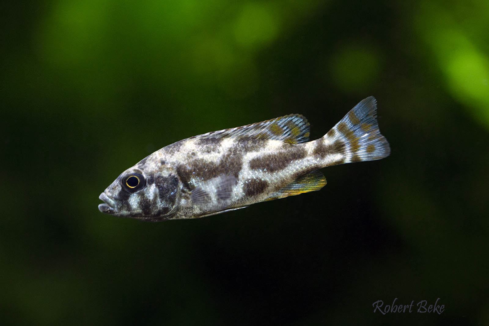 Nimbochromis livingstonii