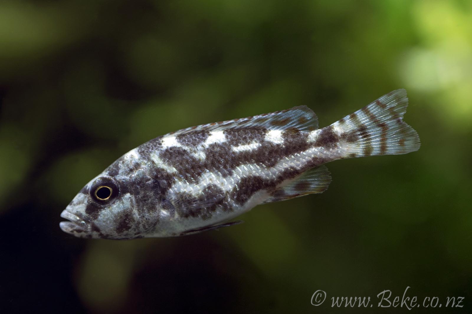 Nimbochromis polystigma