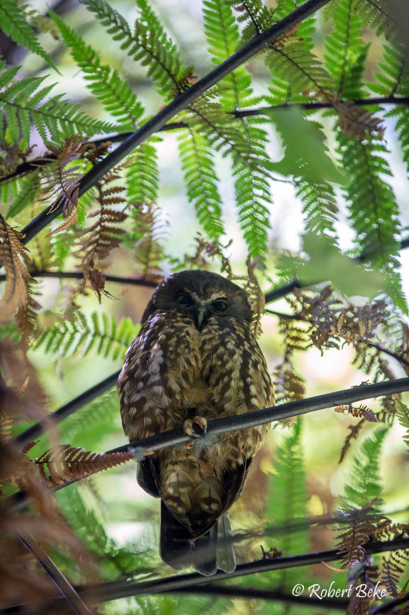 Ninox novaeseelandiae