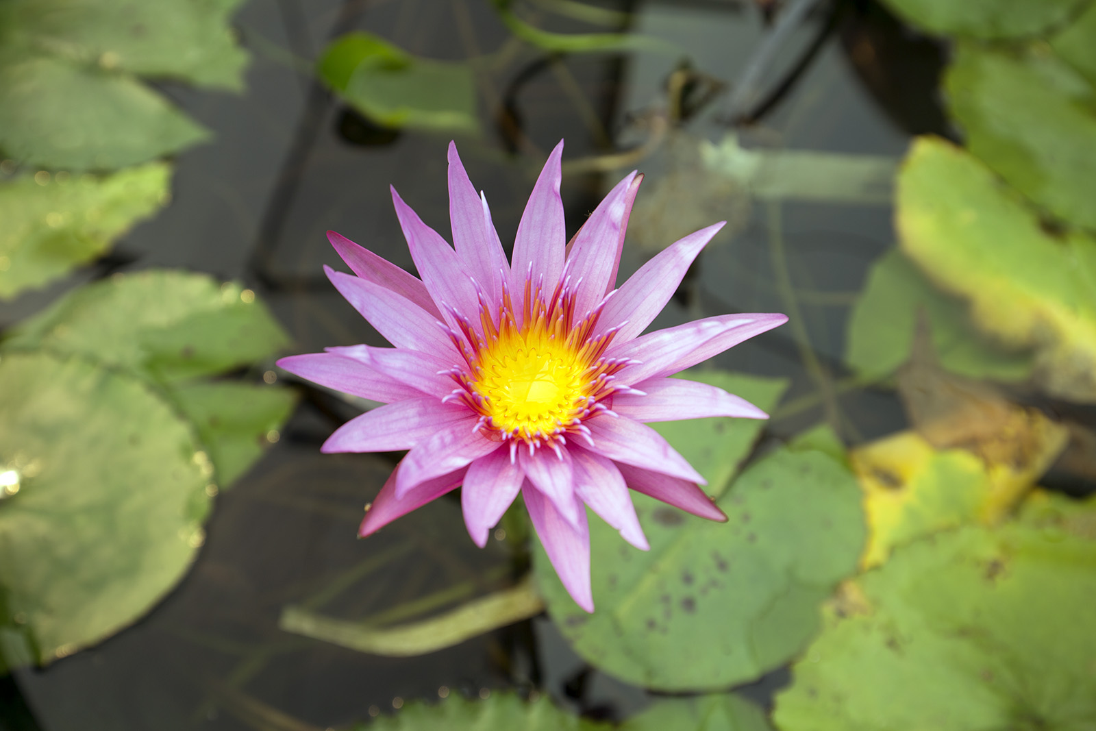 Nymphaea August Siebert